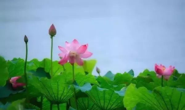 徐州荷花欣赏景区,徐州云龙湖赏荷花