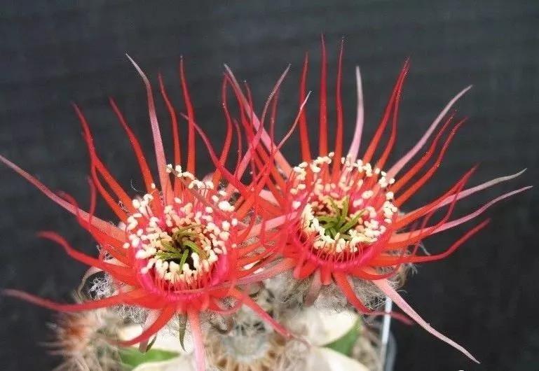 100种仙人球花图片,100种仙人球的品种视频