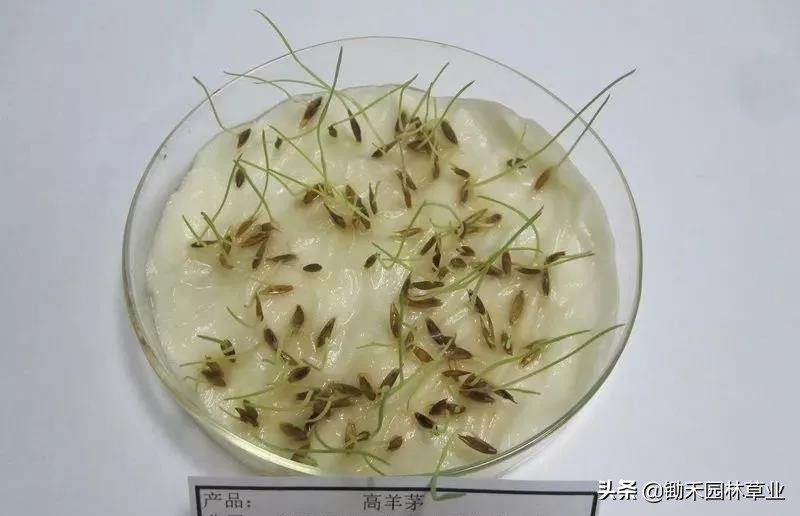 适合盐碱地的植物有哪些,绿化草耐旱品种