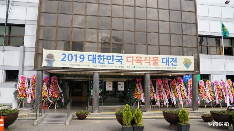 多肉欣赏桃美人,多肉植物欣赏