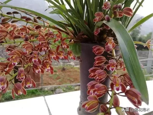 蜜蜂兰和兰花有什么不一样,极品兰花蜜蜂兰