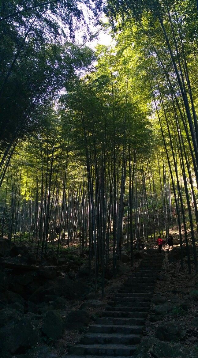 风景秀丽的宜兴竹海,漫步竹林呼吸大自然的清新