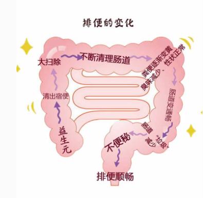 益生元的作用与功效,益生元的作用与功效中老年可吃