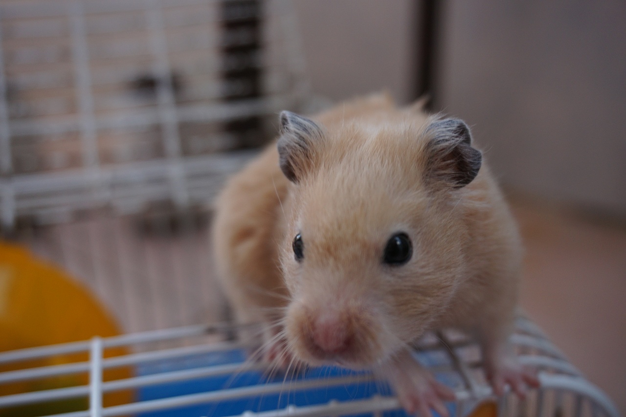 仓鼠腹泻拉稀怎么办,仓鼠拉稀肚子毛湿的该怎么办