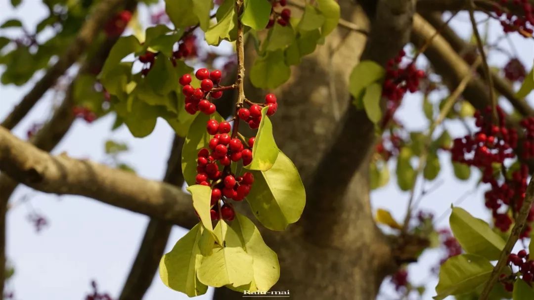 广州地铁22号线离增城距离多远,增城地铁21号线增城广场站