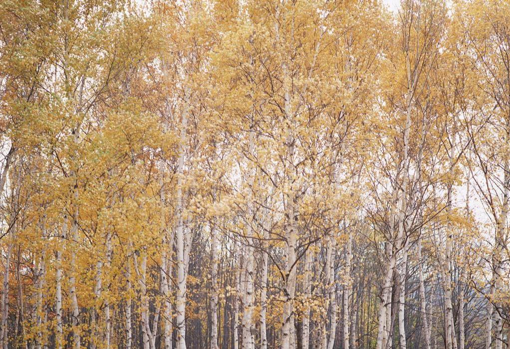 五星级酒店厕纸无芯,唯洁雅抽纸和日诺抽纸哪个好