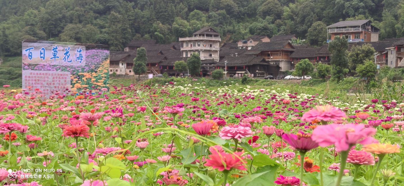 贵州麻江百日菊花海盛开,三都产蛋岩景区