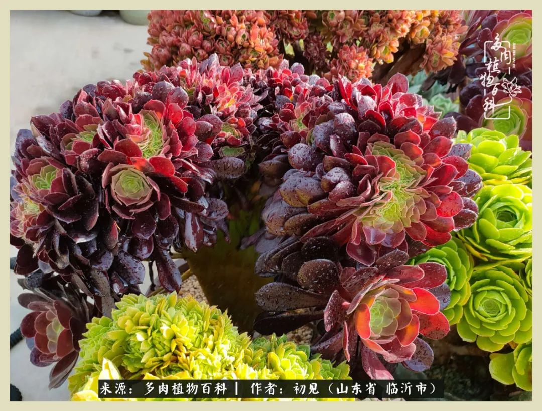 和多肉植物相伴,和多肉相处的心情