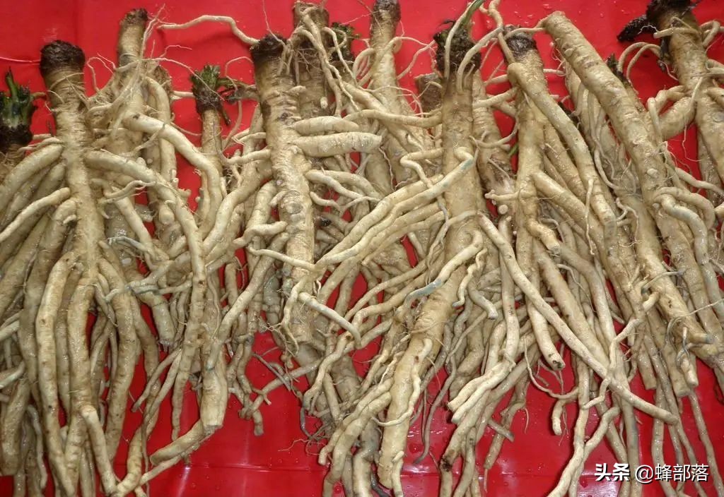 种植药材好的致富项目是什么,当前热门农村药材种植项目推荐