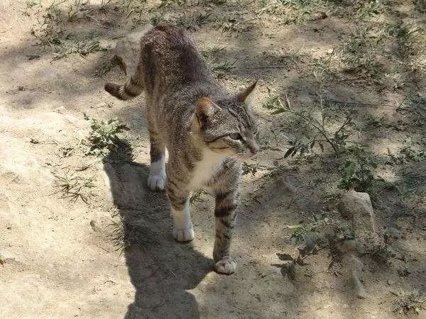 猫咪吐毛球然后连续吐胃液怎么办,猫咪吐毛球怎么解决毛球症