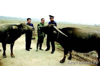 母牛发情古怪多勤观细察不漏配适时配种保胎率