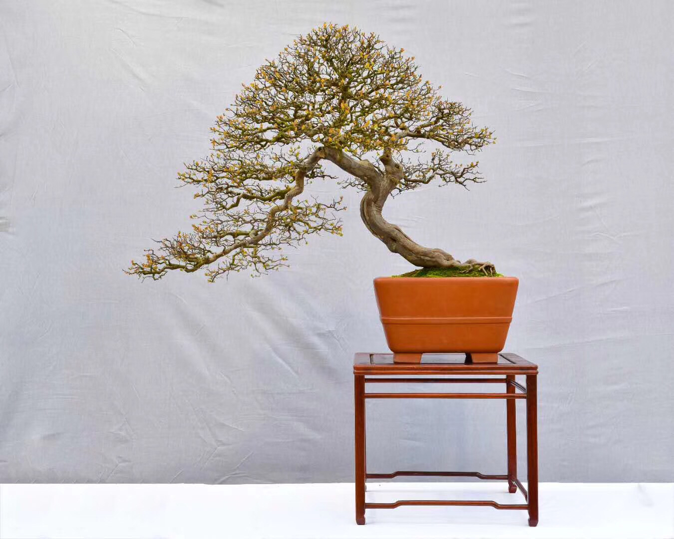 盆景造型中最难得的几种枝,盆景五大流派常见的几大盆景介绍