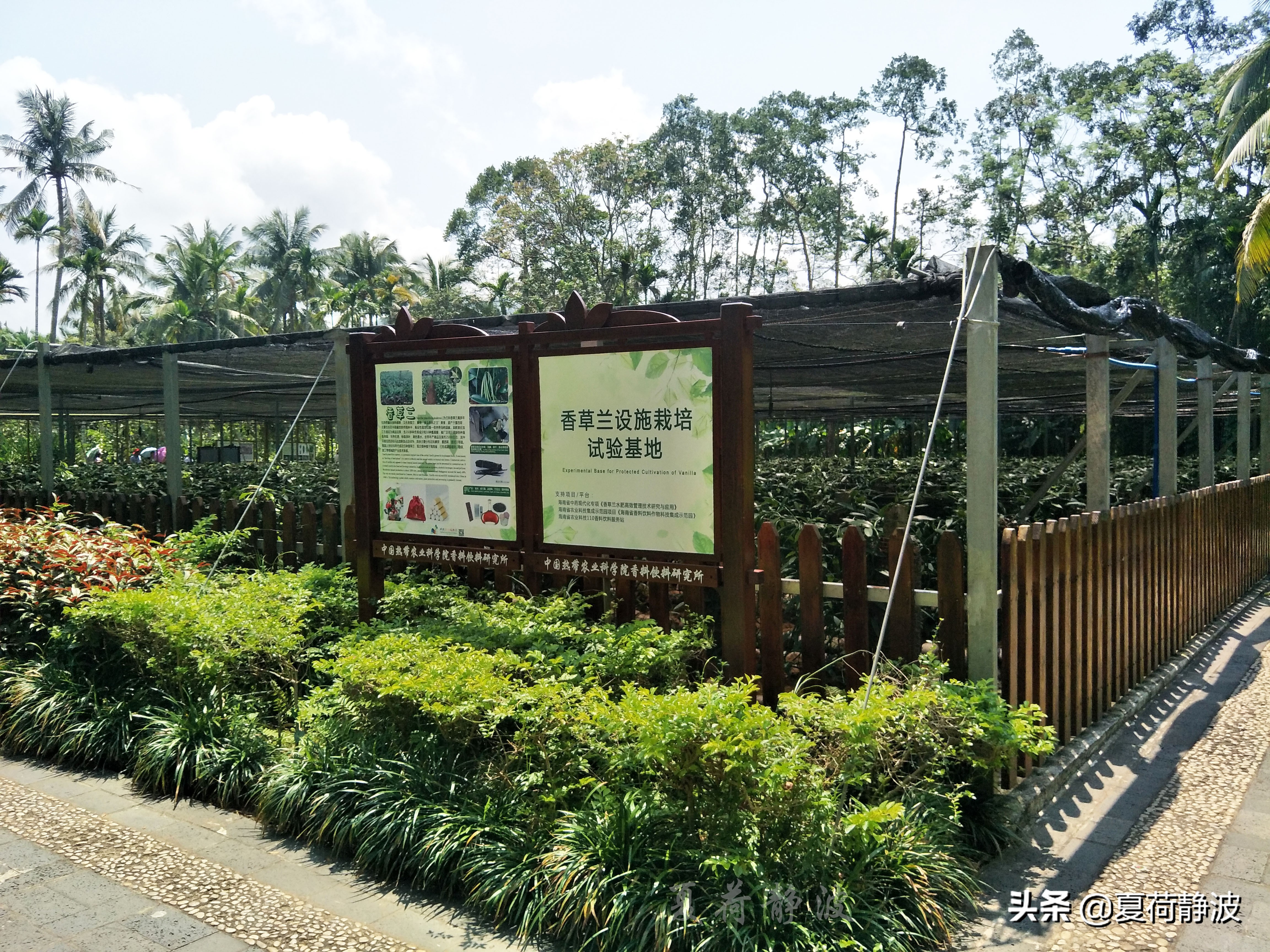 兴隆热带植物园攻略,万宁兴隆热带植物园
