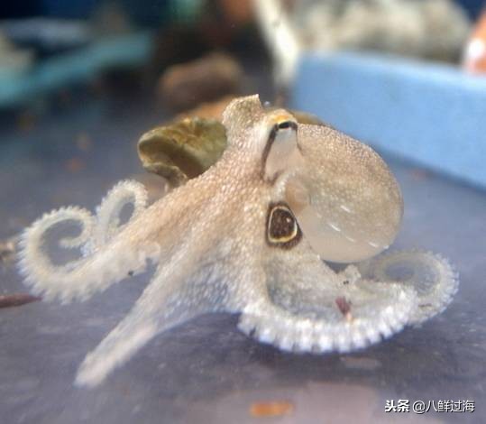 可爱的章鱼适合做章鱼烧,制作一个小型章鱼烧