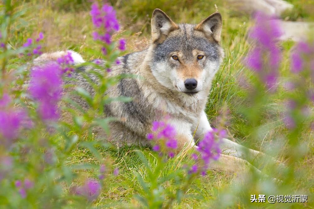 娌傝挋姘戜織灏忚,娌傝挋缁忓吀鏁呬簨