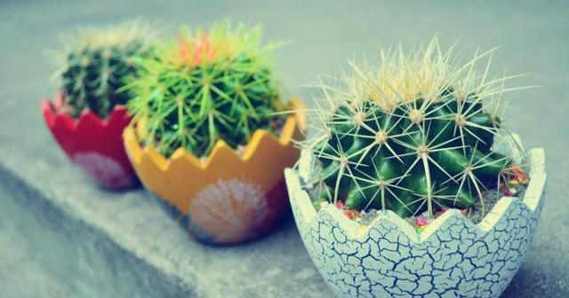 仙人球烂了一个洞怎么救,仙人球切掉两次还烂怎么办