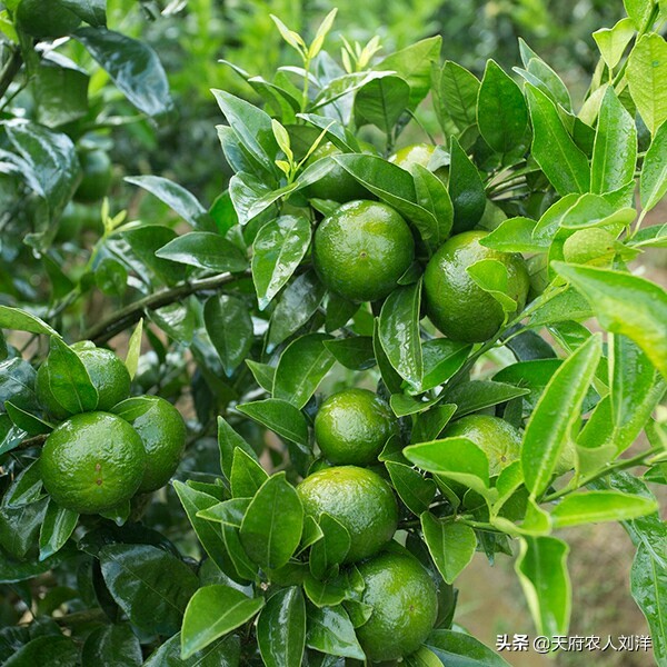 怎么把桔子树种在桶里,桔子树种植全过程