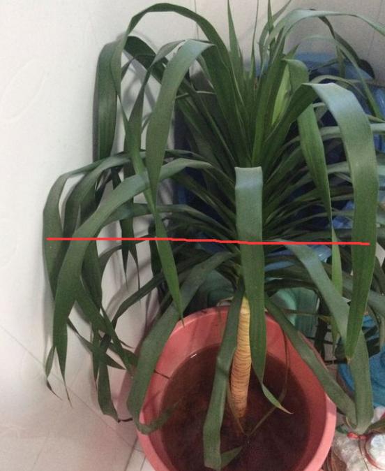 怎样能让龙血树多发杈,怎样让龙血树长侧枝