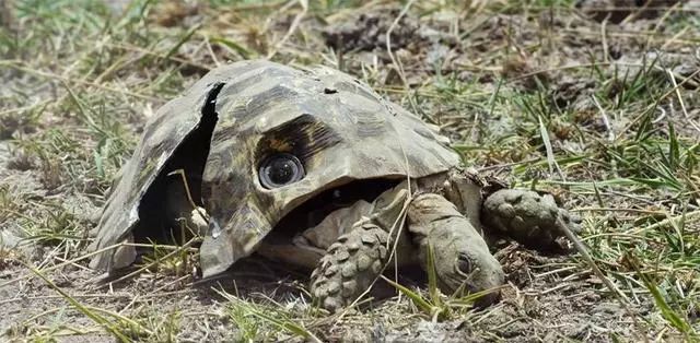 bbc纪录片揭露残忍人类对待动物,bbc动物纪录片造假事件