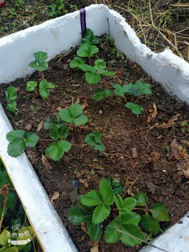 网上买的草莓苗太差了怎么办,怎么辨别草莓苗是不是真的