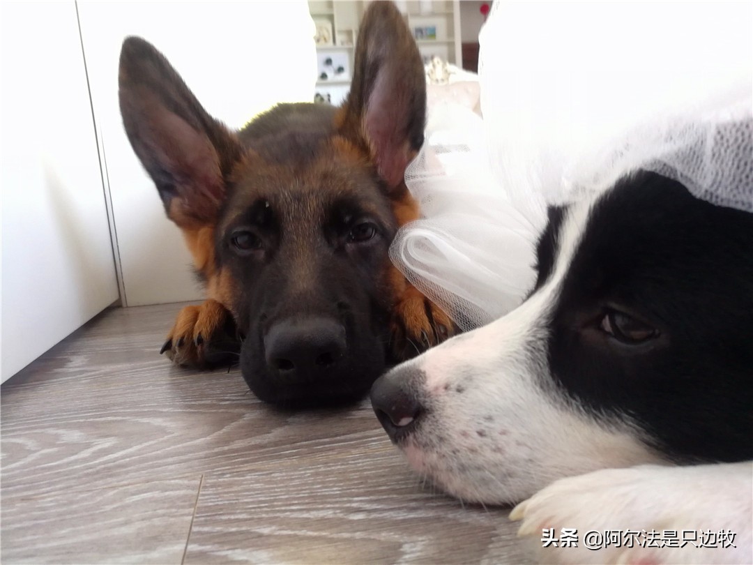 小德牧长不大了怎么办,小德牧几个月过了尴尬期