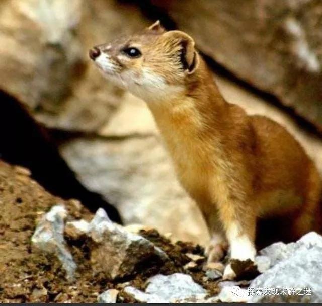 十大不能吃的野生蝙蝠,野生蝙蝠吃啥
