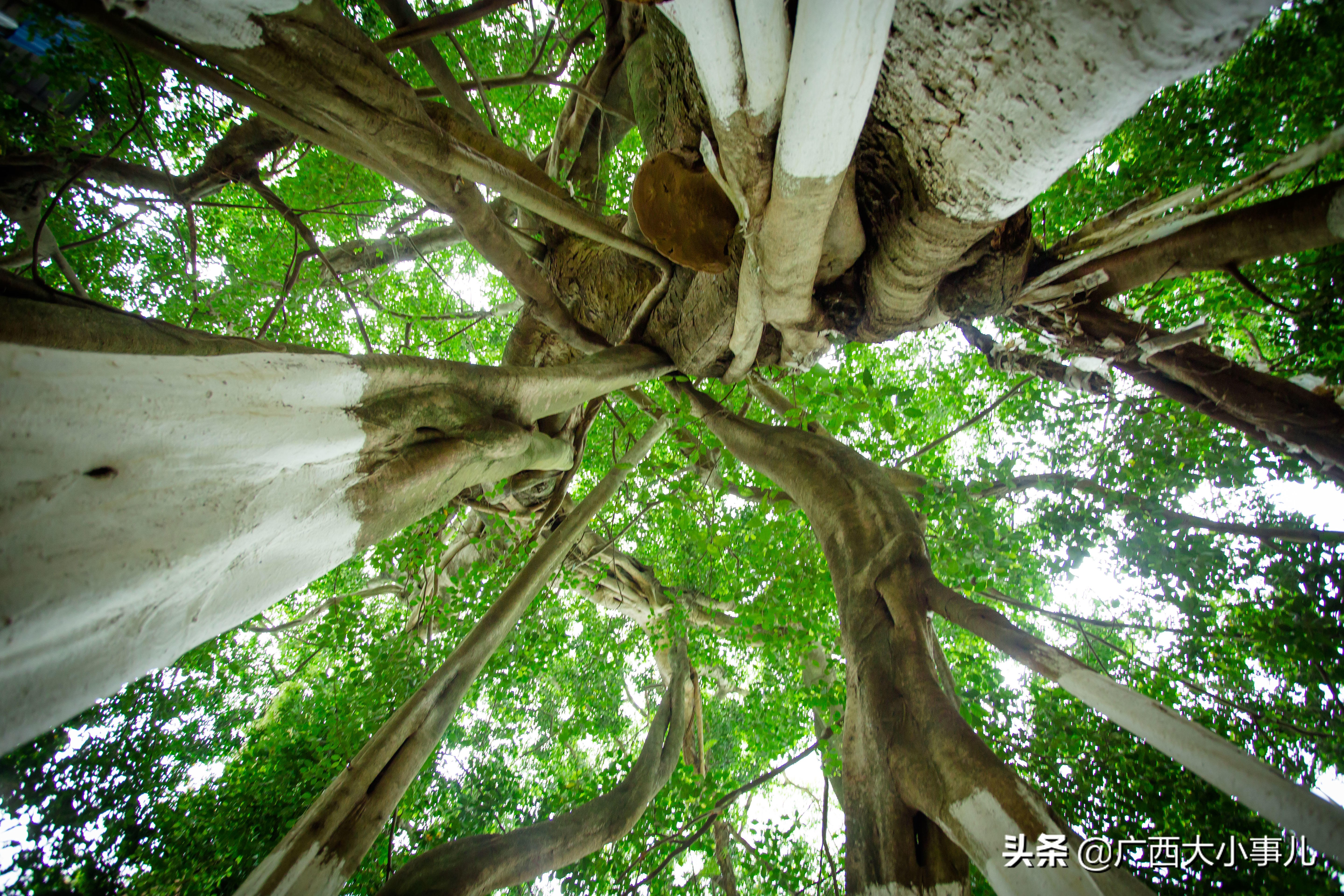 遇见别样的风景,上林风景一日游