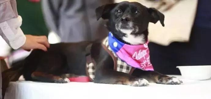 给它们一个家|线上宠物领养日,201903101