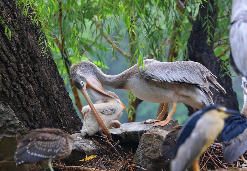 骆驼鸟大嘴如网兜,捕到大鱼后,还会让鱼在嘴里滚3分钟才吞下