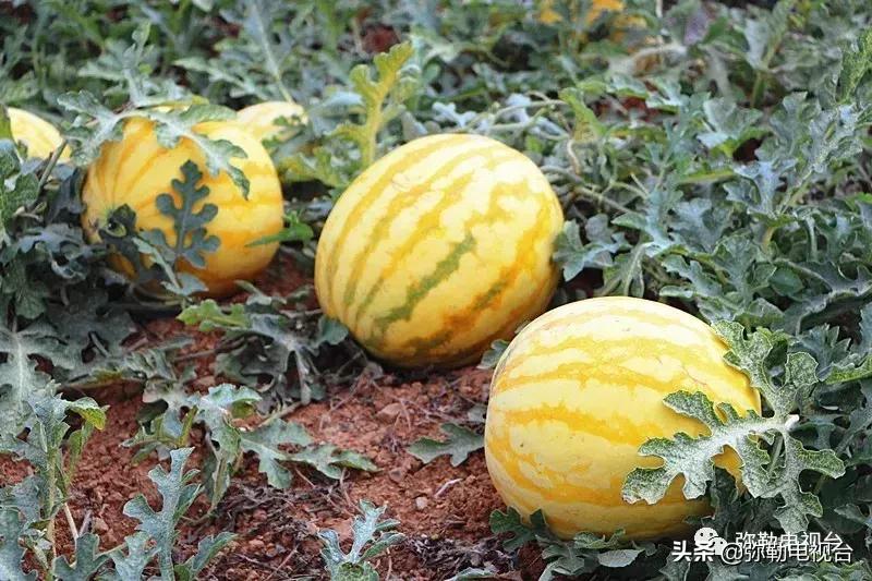 弥勒千亩西瓜熟了!黄心瓜、红心瓜、小香瓜…你喜欢哪种?