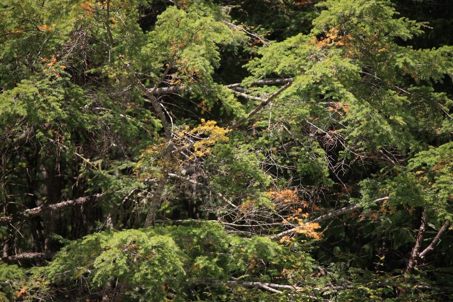 米亚罗-大美理礼县