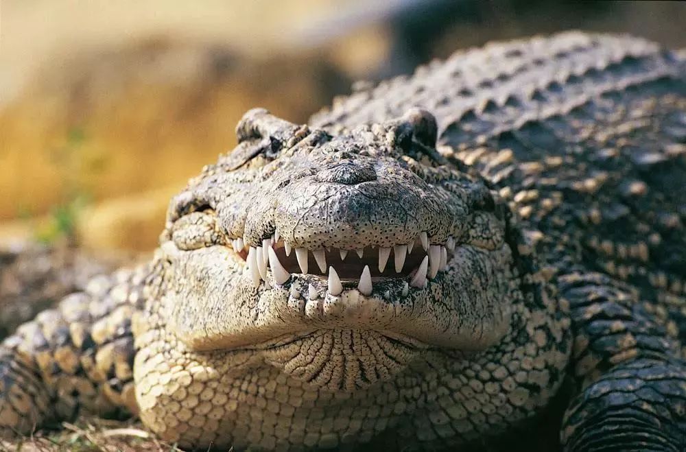 牛油果是不是个营销骗局,牛油果是不是一个骗局