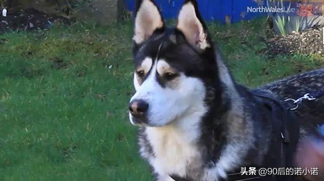 哈士奇拯救小镇,哈士奇救二哈