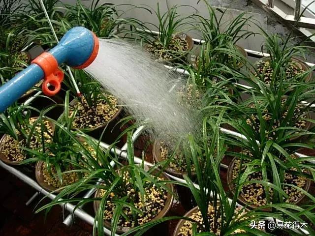 怎样预防兰花得软腐茎腐病,兰花如何预防软腐病和茎腐病