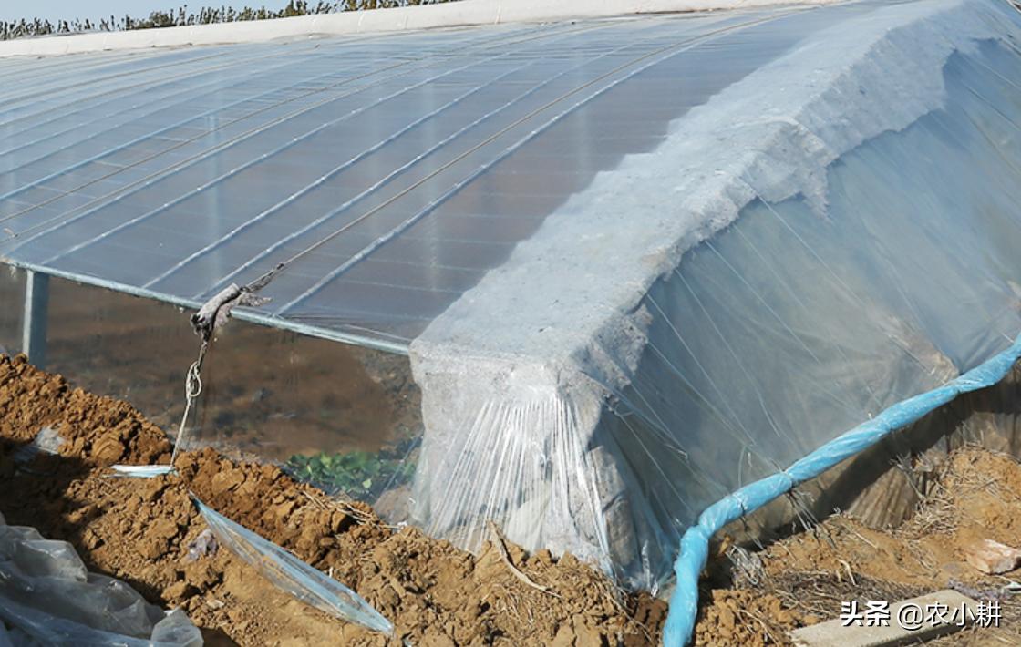 农膜污染最新治理方案,废旧农膜污染图