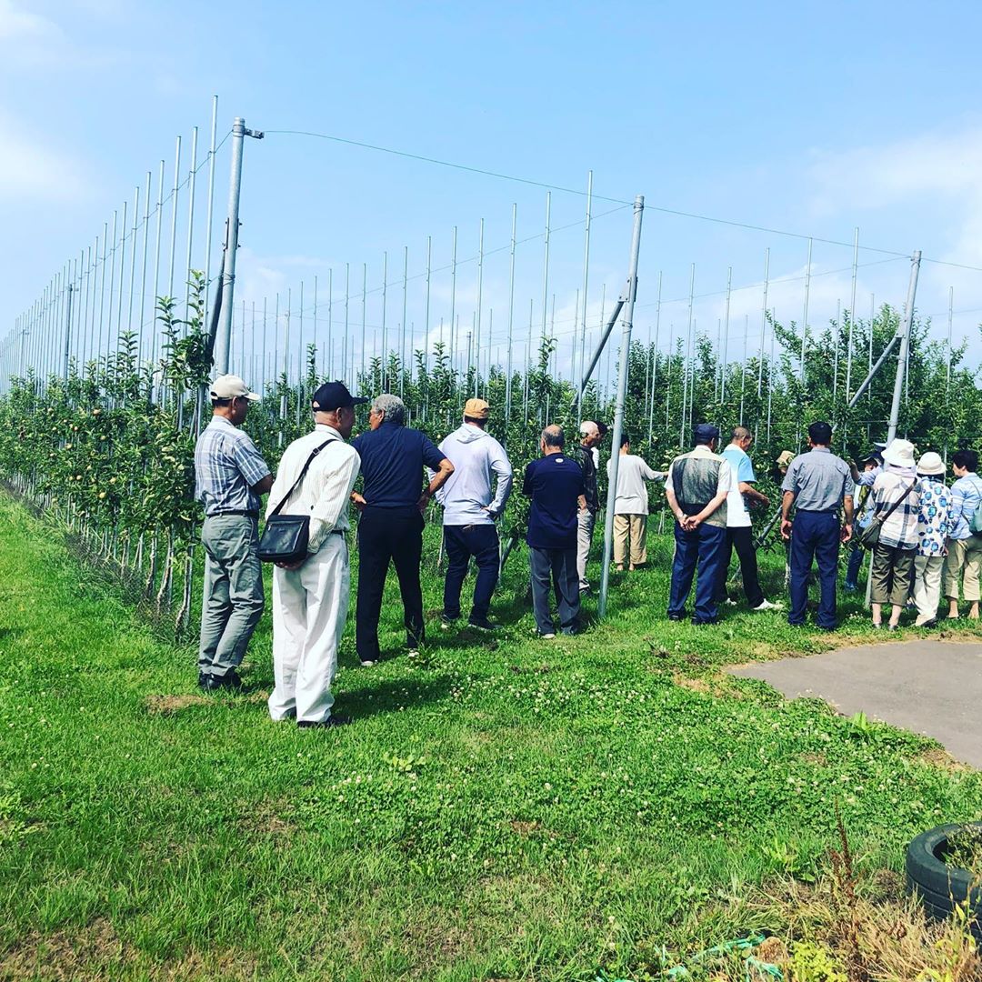 日本青森苹果图片,走进青森苹果园