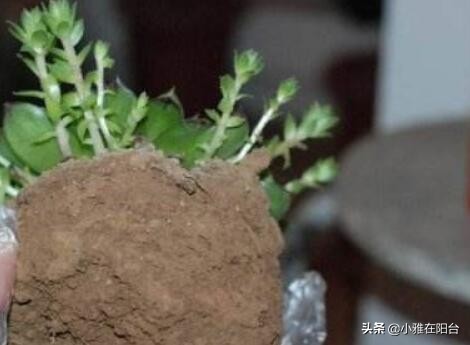 观音莲长侧芽怎么养殖,观音莲怎么养叶层才能变多