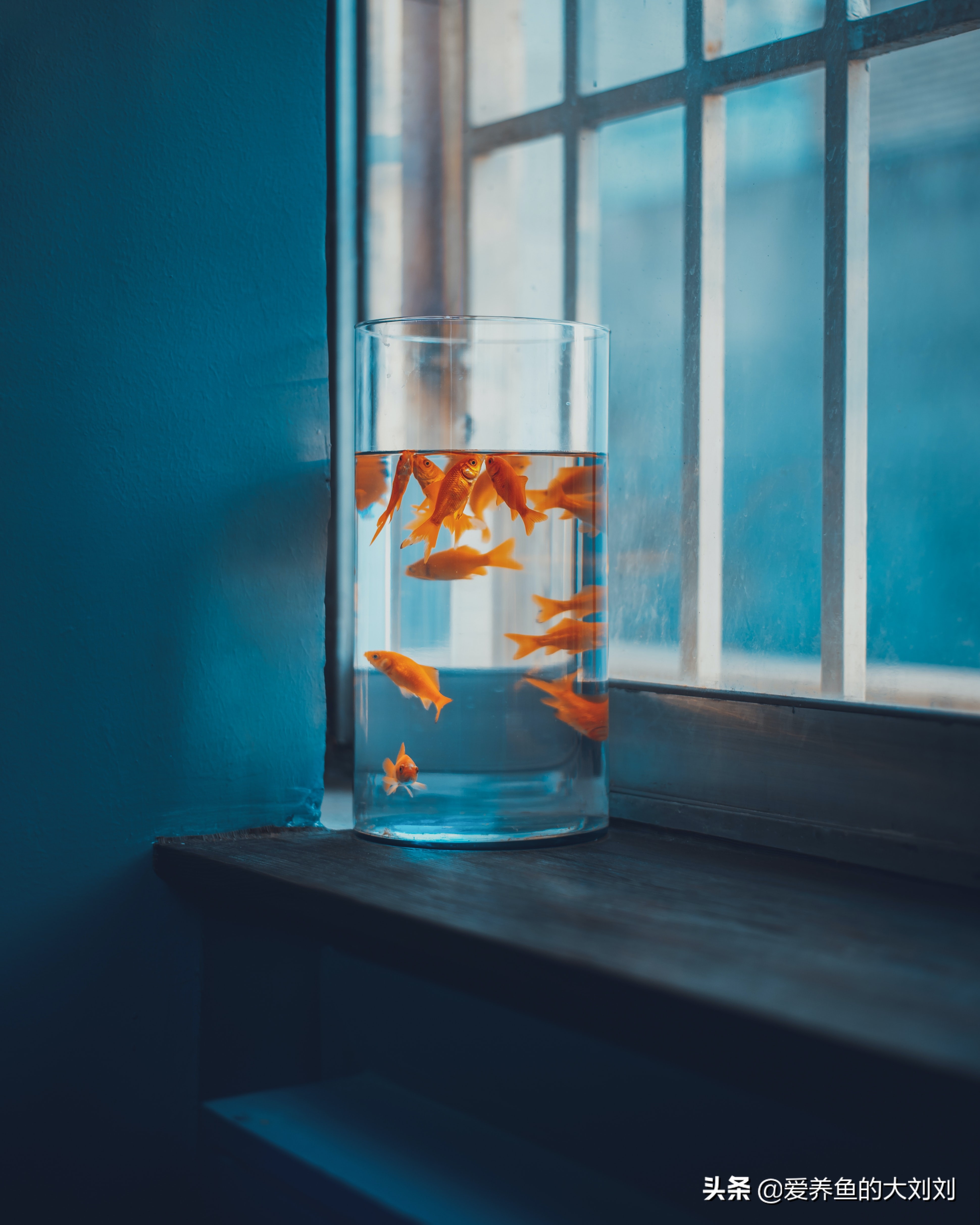 鱼缸应该怎么卖,怎样买鱼缸才最划算