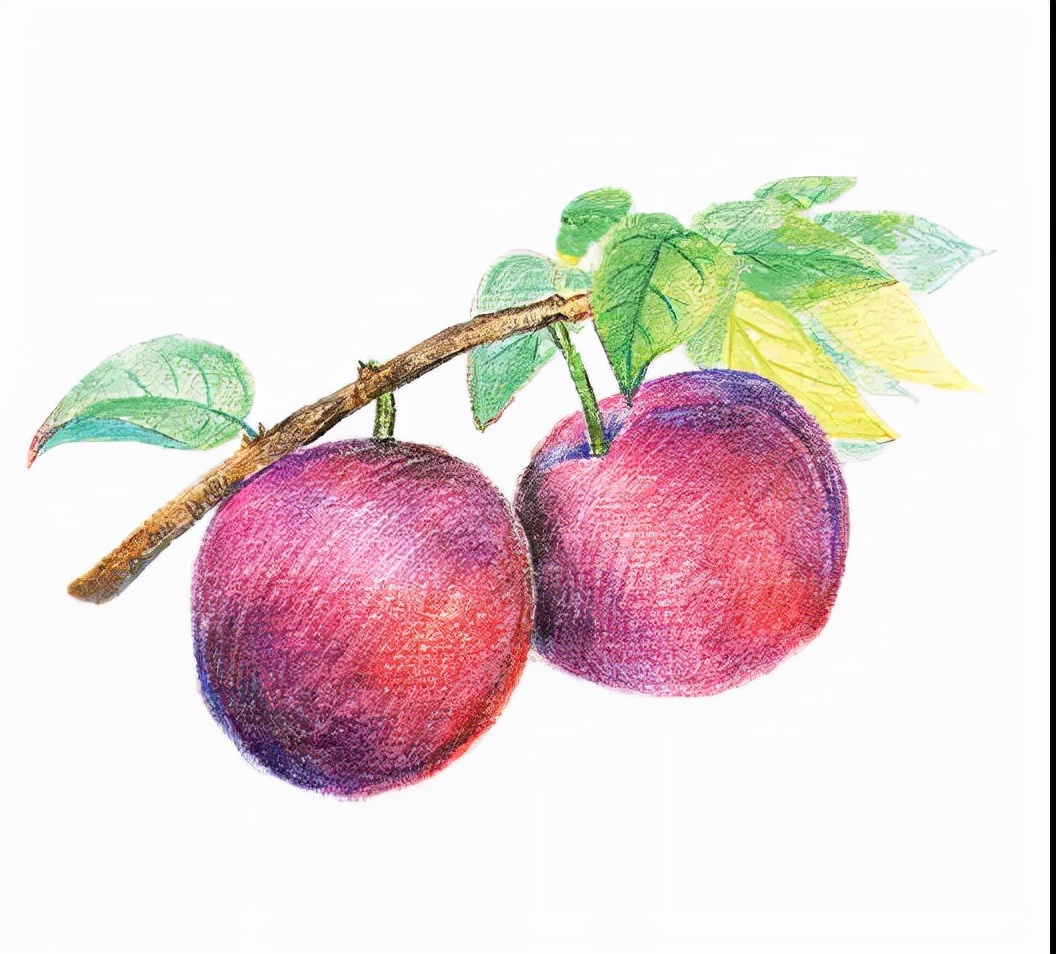 为什么李子不甜,李子为啥不能多吃