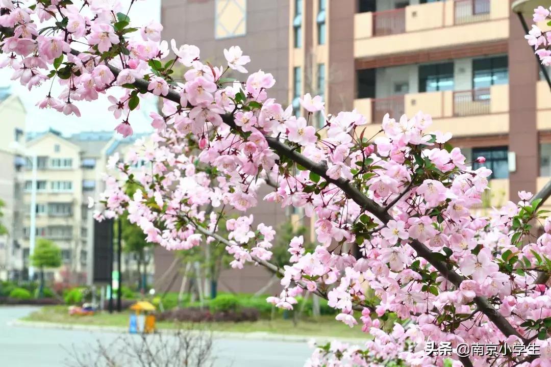 春和景明少年时,古雄小学2021年新生