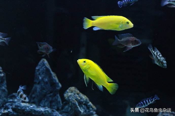 养三湖鱼需要什么水草,三湖鱼怎么喂食