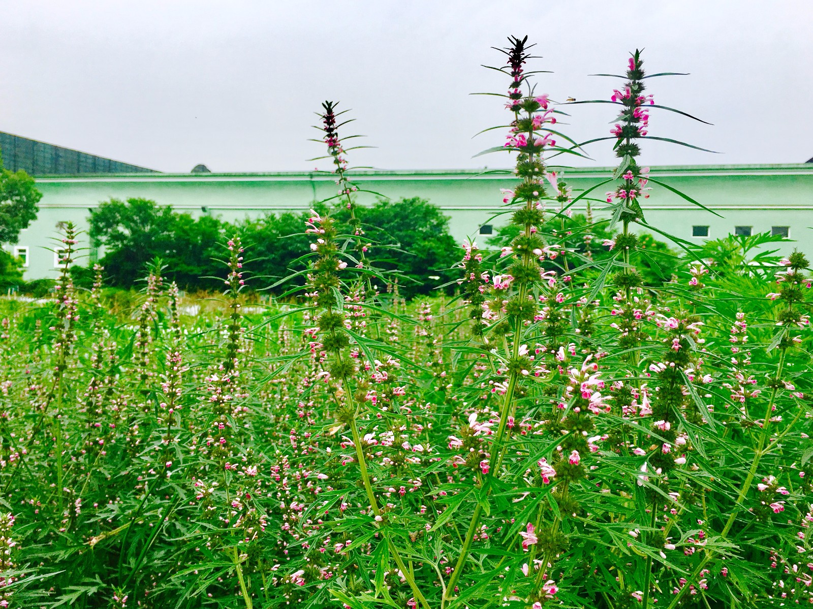 看彩72变,看守所的真实生活