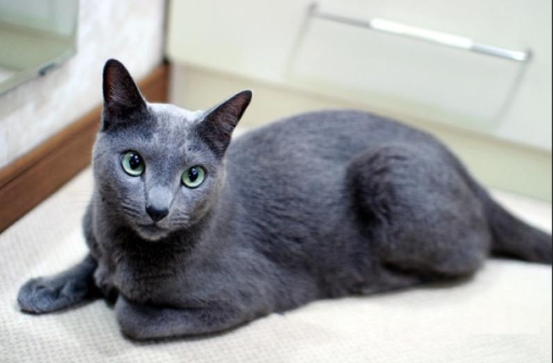 俄罗斯蓝猫有味道,俄罗斯蓝猫好玩吗