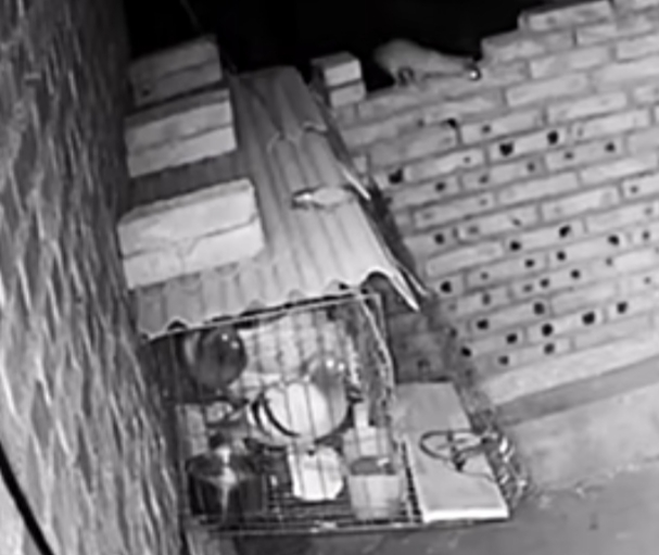 捕捉黄大仙的方法有哪些,黄大仙为什么怕黄鼠狼