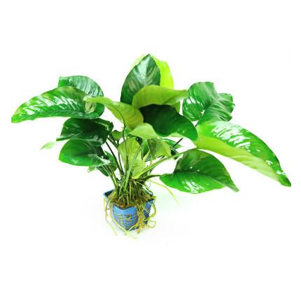 新手养鱼推荐混养品种,新手养鱼入门鱼种混养