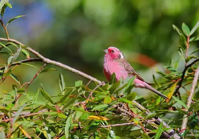 莲花山上莲花寺,莲花山普宁山顶
