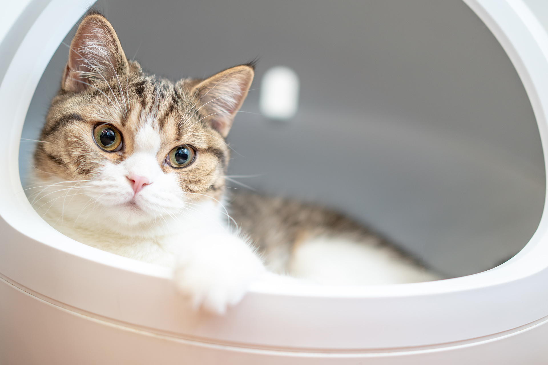 Sonnar（索纳）眼中的猫——索尼SonnarT*FE55mmF1.8ZA实拍体验