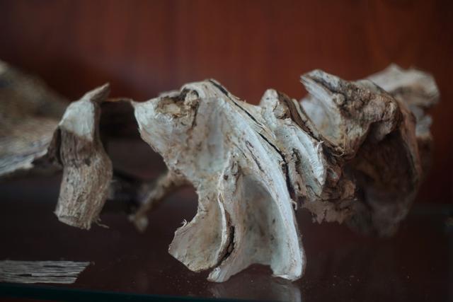 越南芽庄沉香与海南沉香的区别,越南沉香实地考察