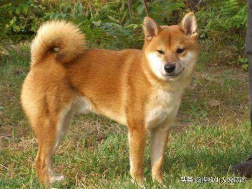 土狗尾巴朝上好不好,土狗尾巴向右卷有什么说法