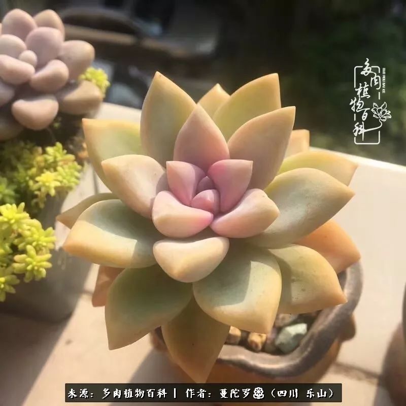 转角遇见多肉,遇见多肉治愈自己